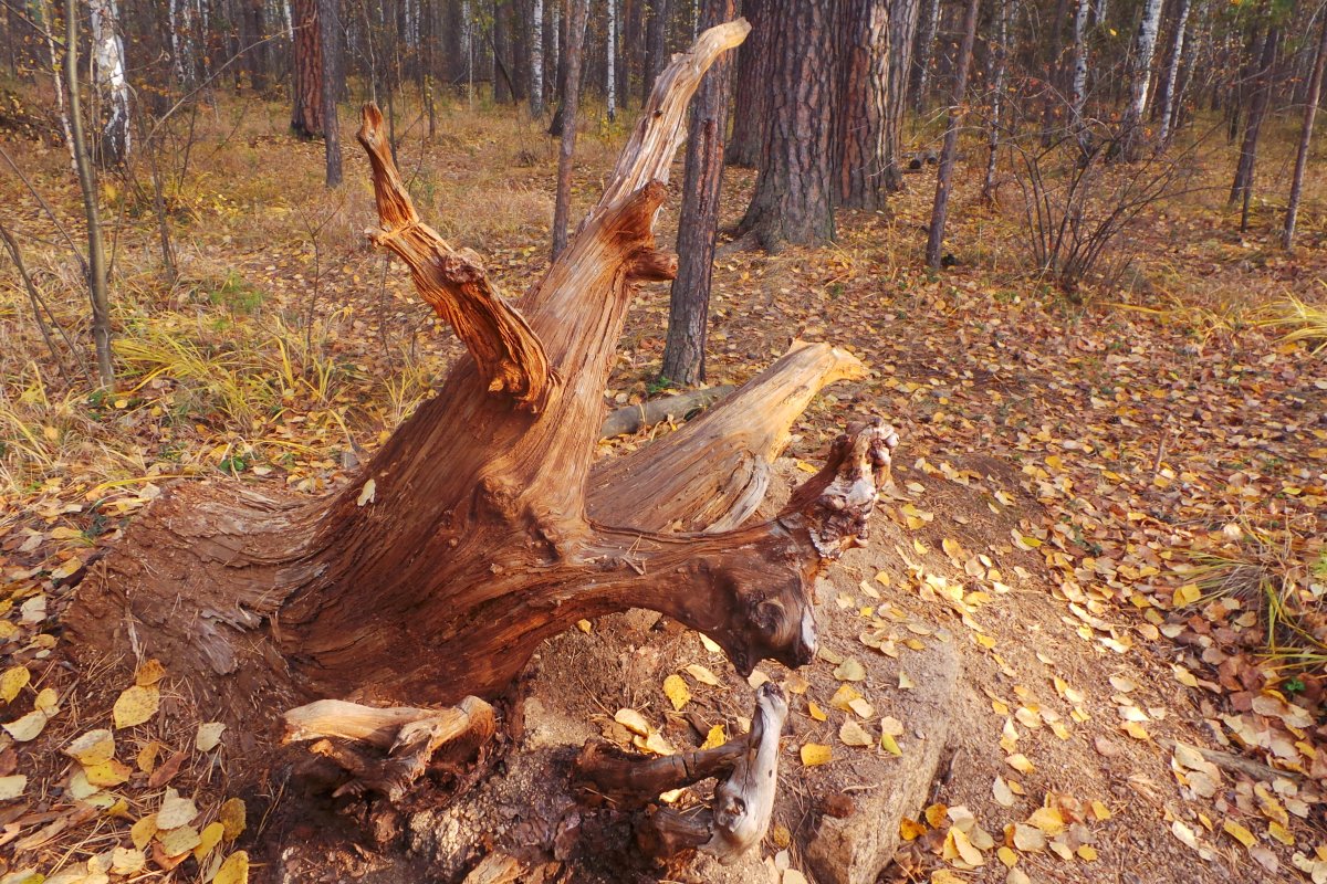 20171015_150548.JPG