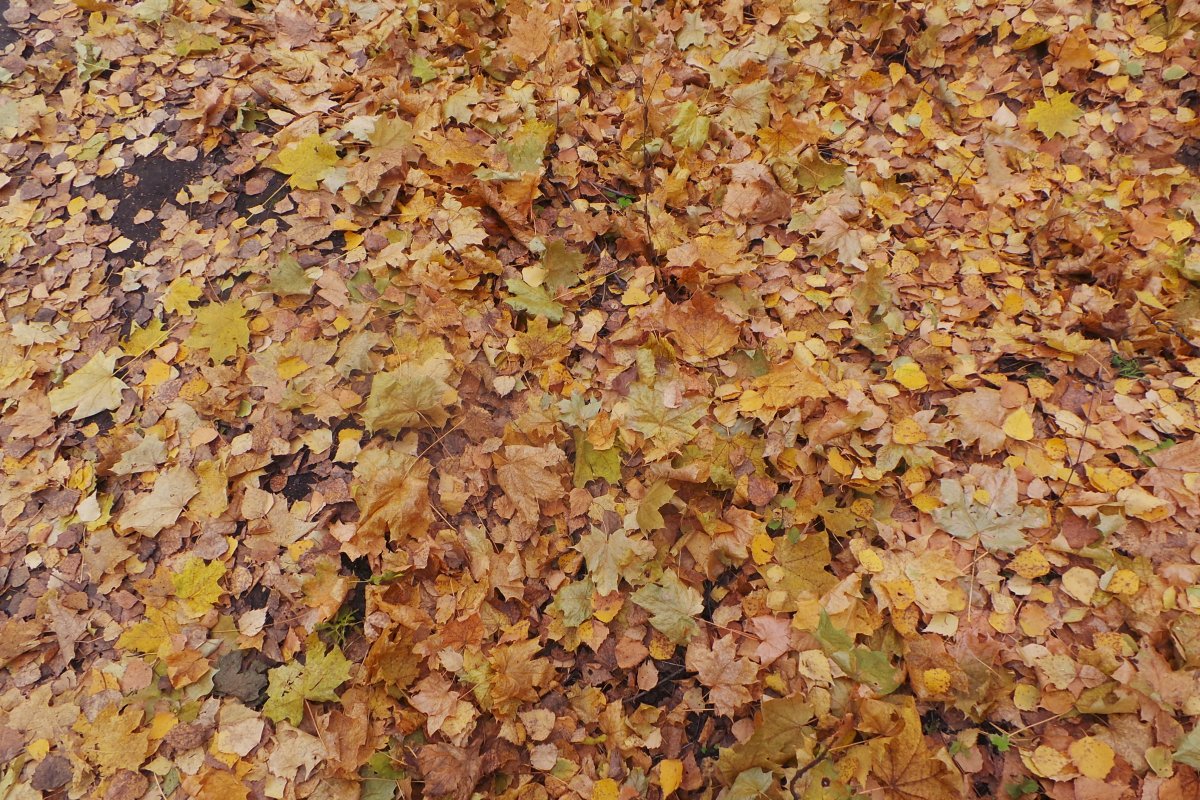 20171015_154721.JPG