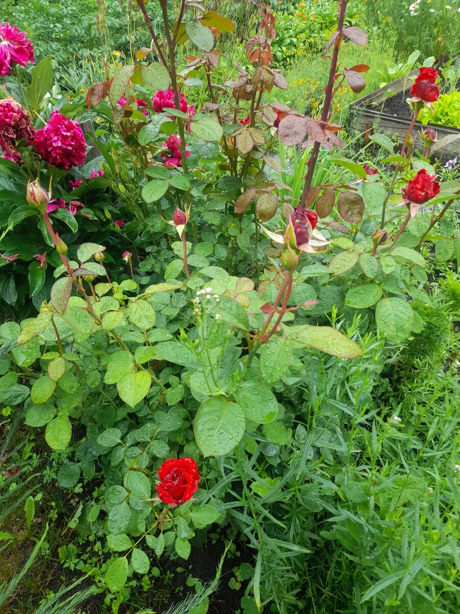 20230626_155313.jpg