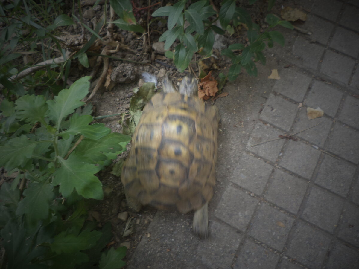 DSC00034.JPG