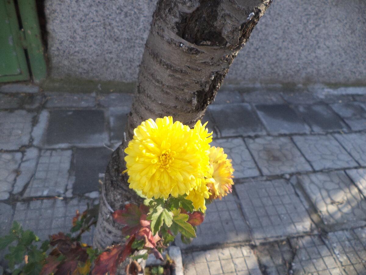 DSC00042.JPG