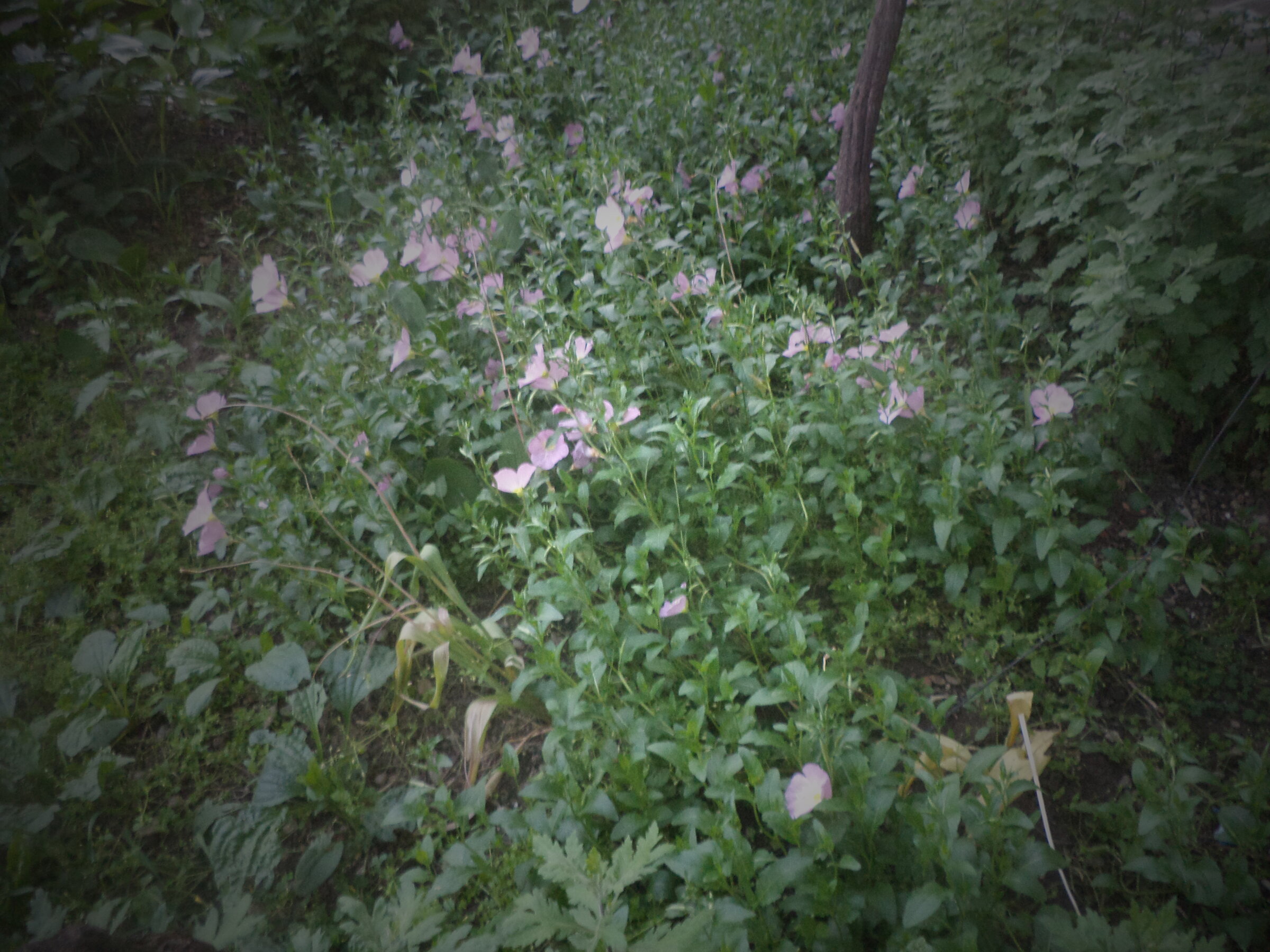 DSC00378.JPG