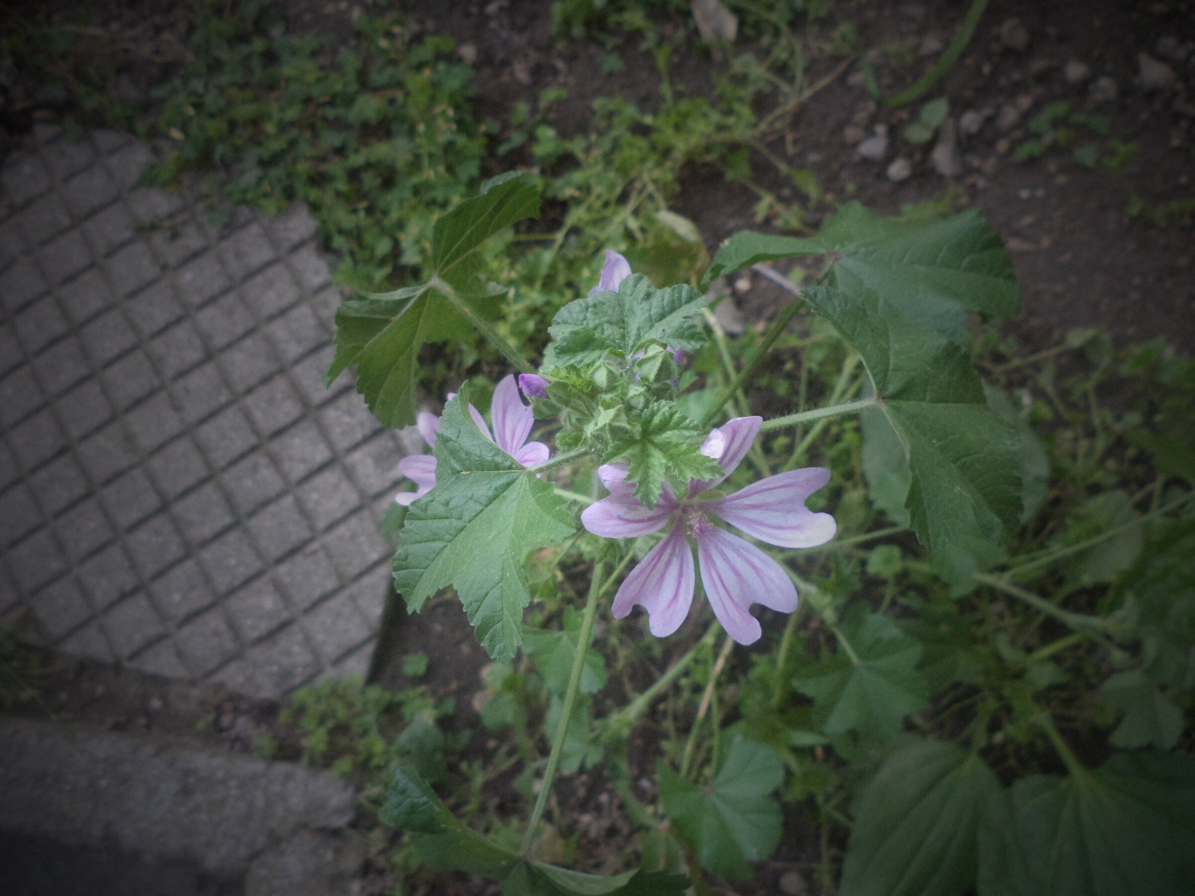 DSC00381.JPG