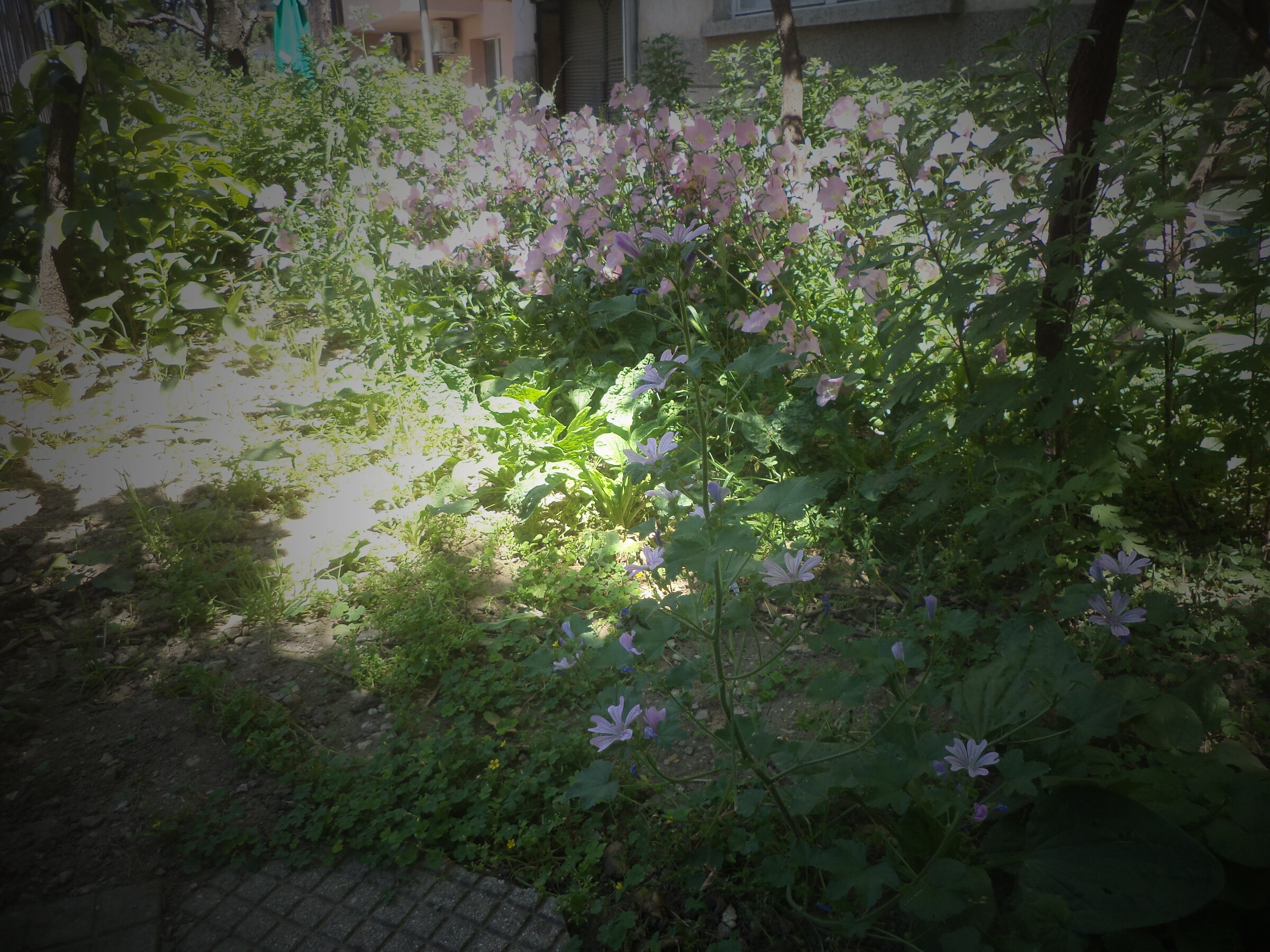 DSC00391.JPG