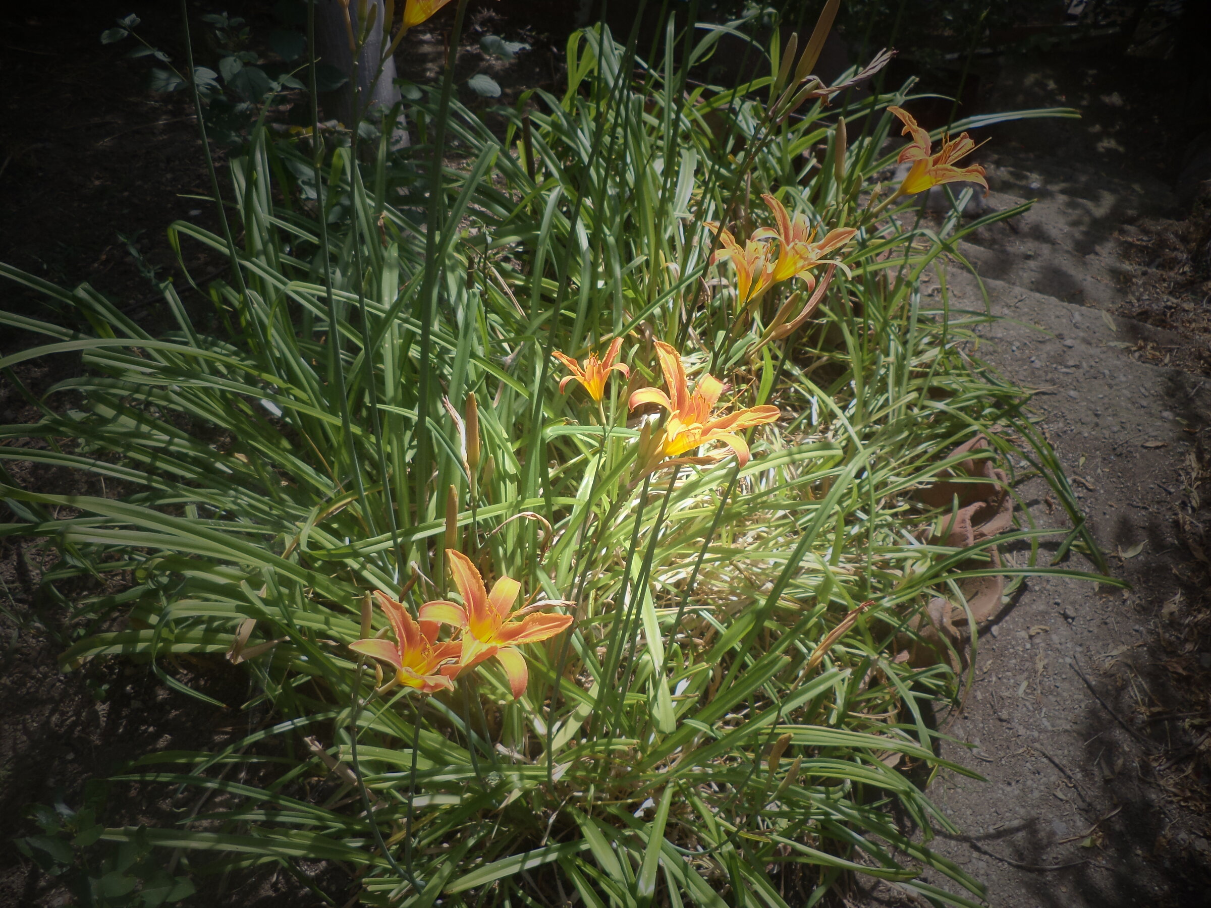 DSC00403.JPG