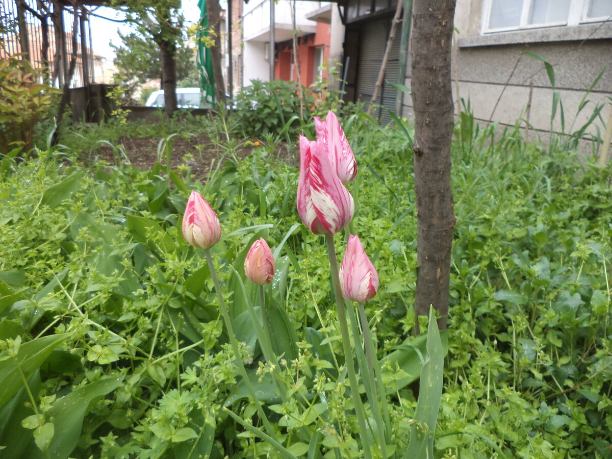 DSC00507.JPG