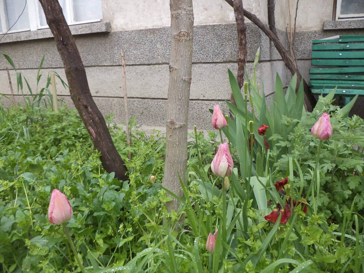 DSC00509.JPG