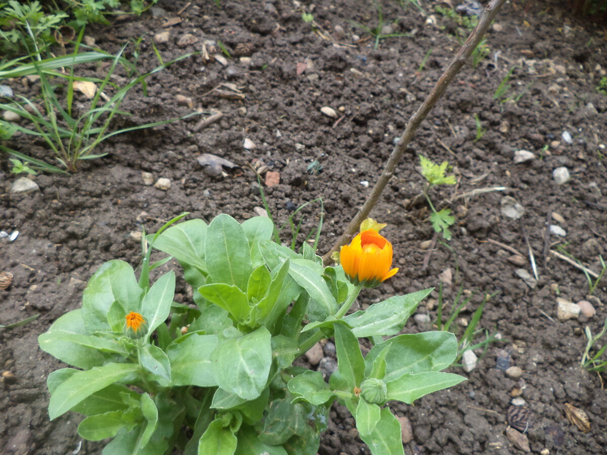 DSC00510.JPG