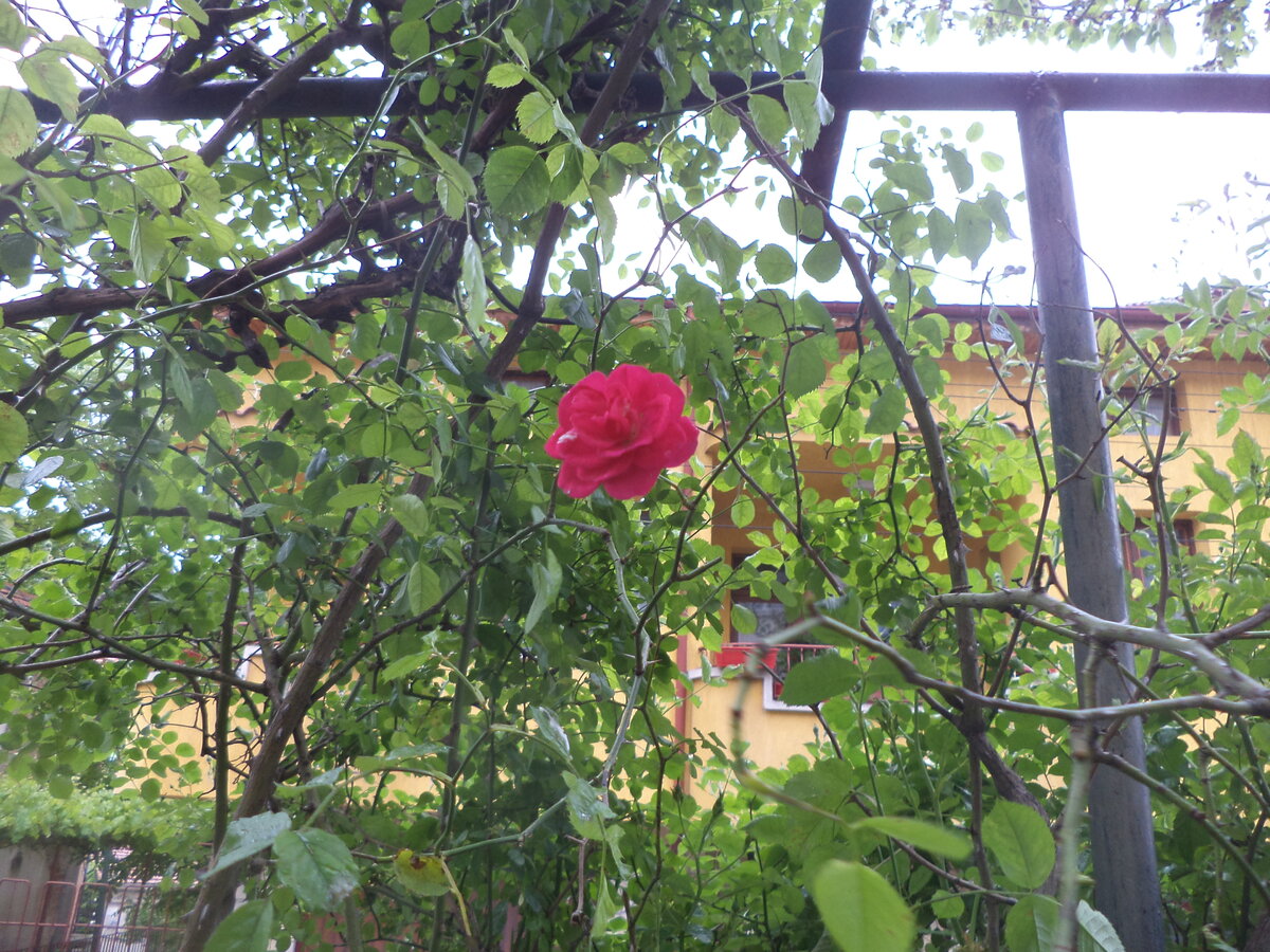 DSC00527.JPG