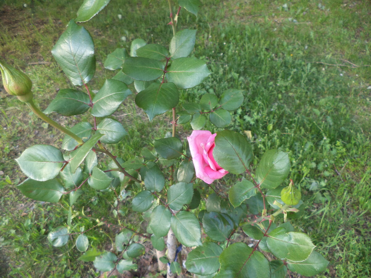 DSC00528.JPG