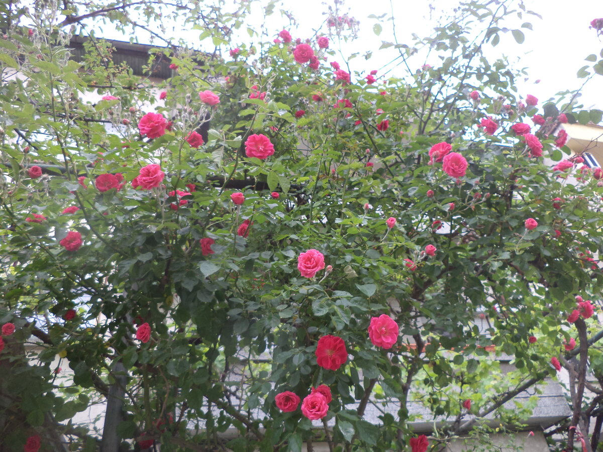 DSC00530.JPG