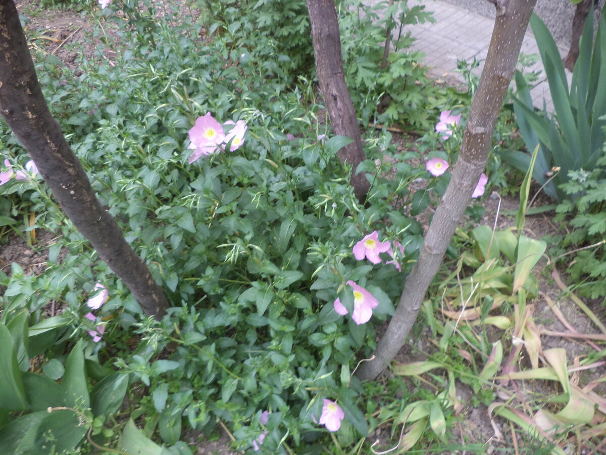 DSC00536.JPG