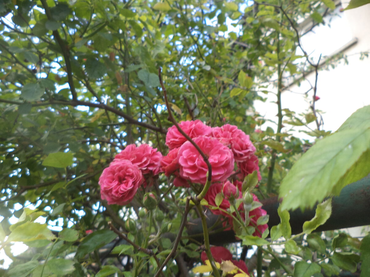 DSC00625.JPG