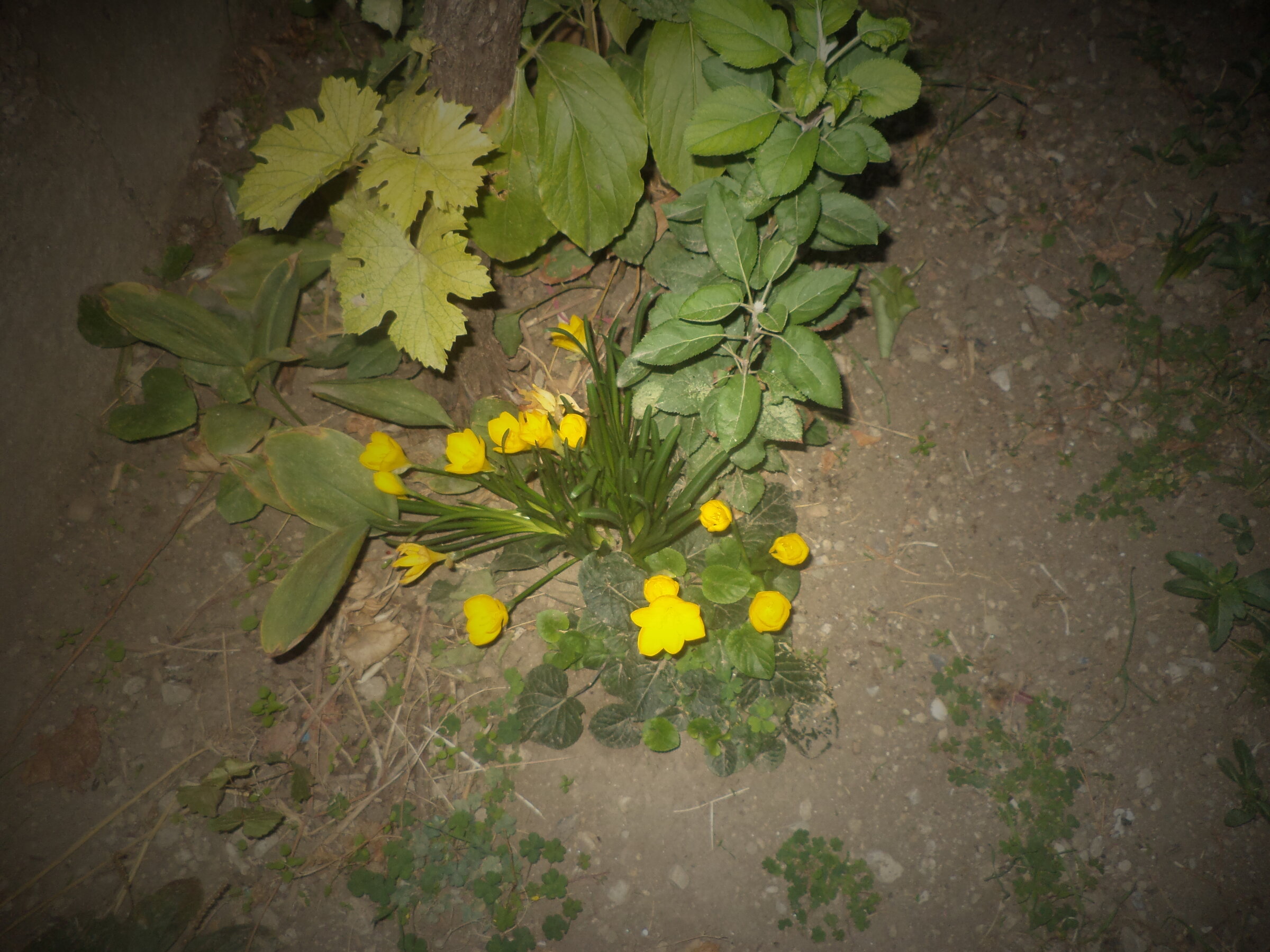 DSC00654.JPG