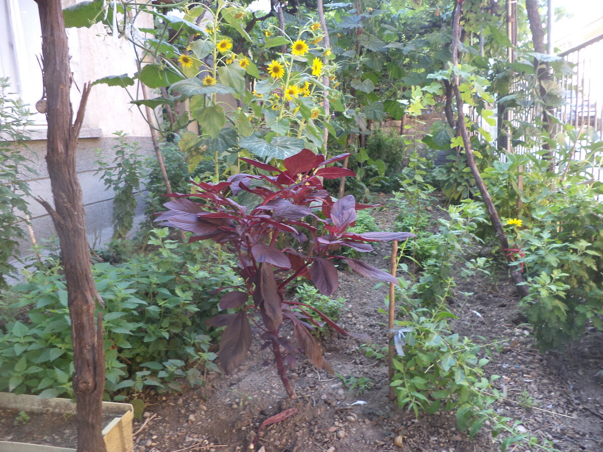 DSC00753.JPG