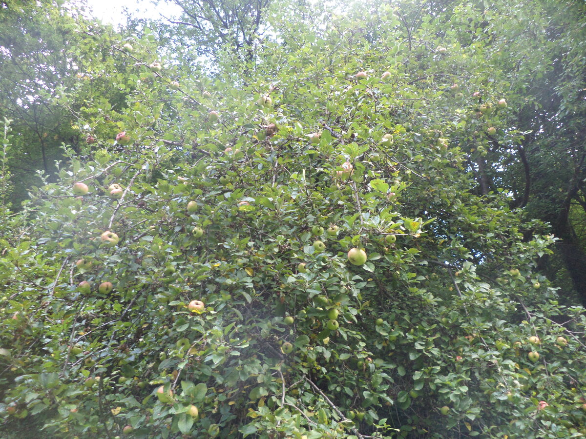 DSC00831.JPG