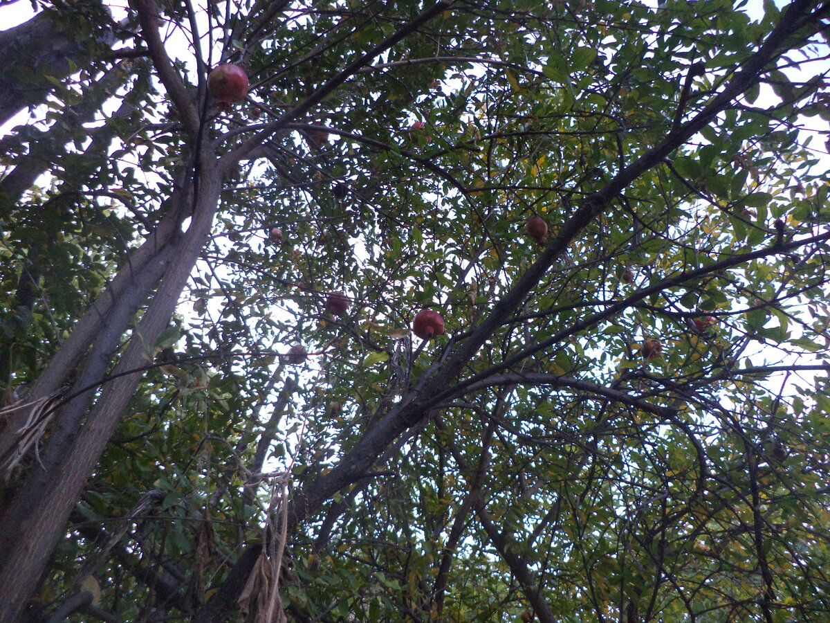 DSC01080.JPG