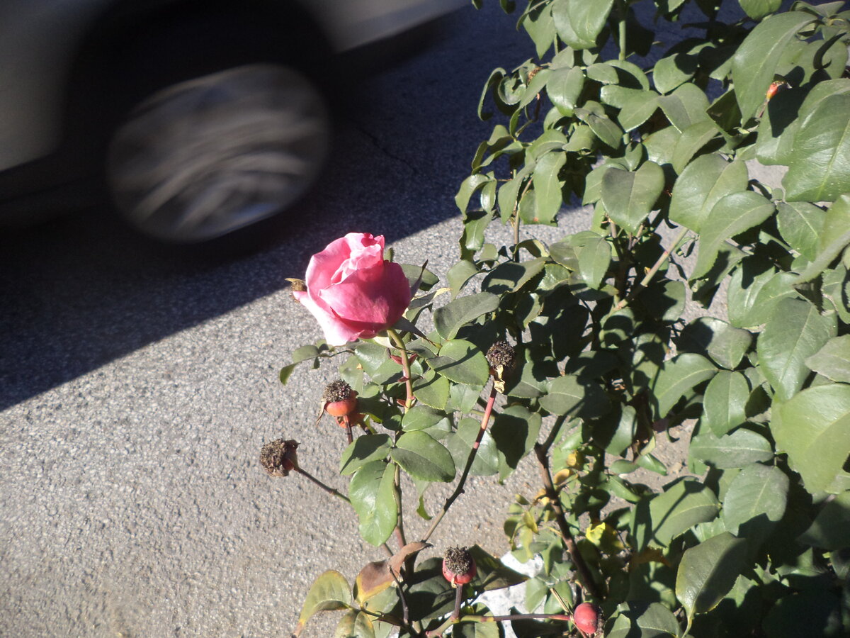 DSC01194.JPG