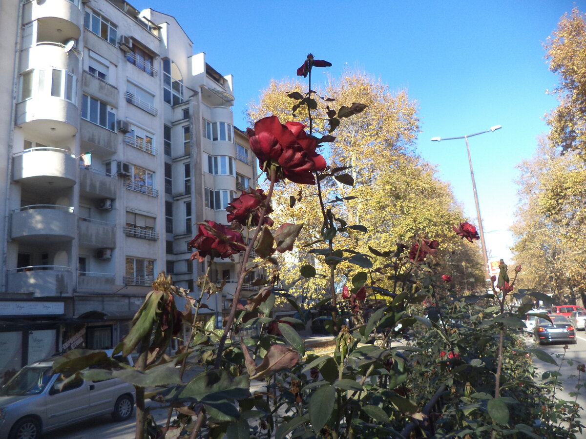 DSC01196.JPG