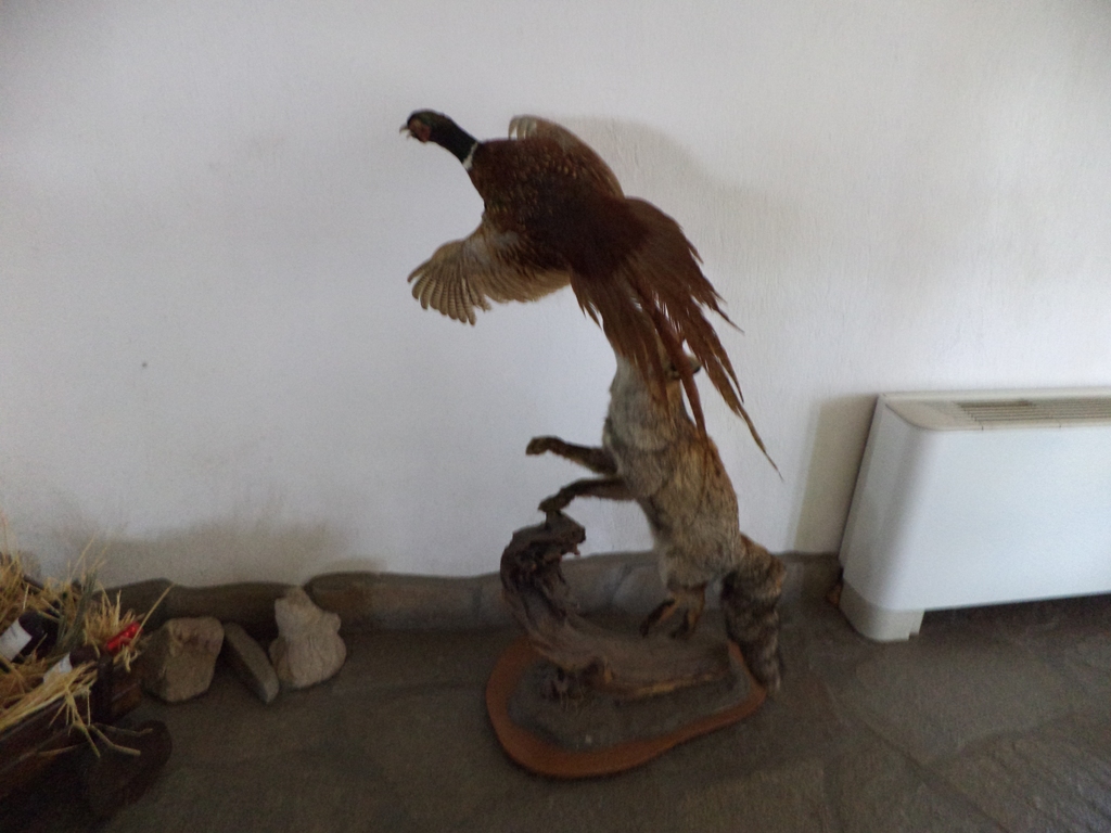 DSC01203.JPG