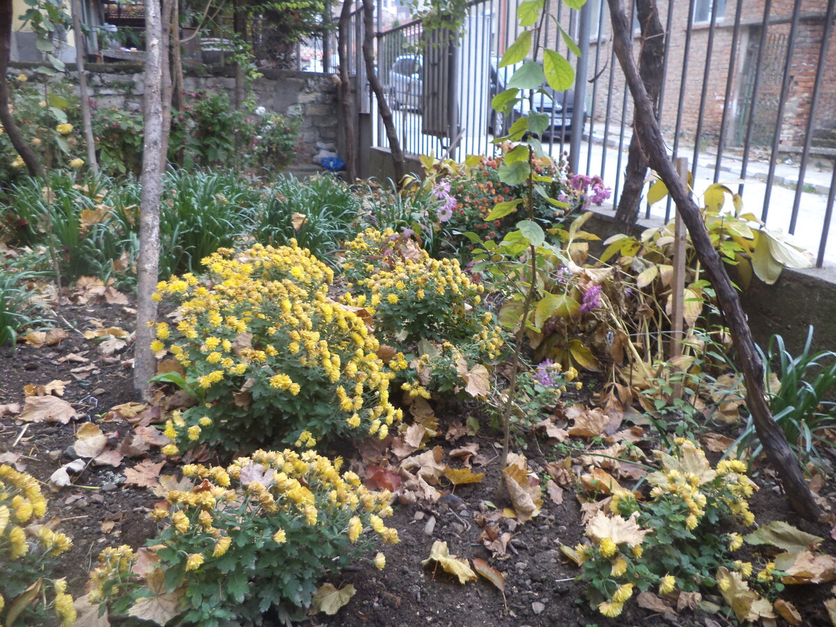 DSC01215.JPG