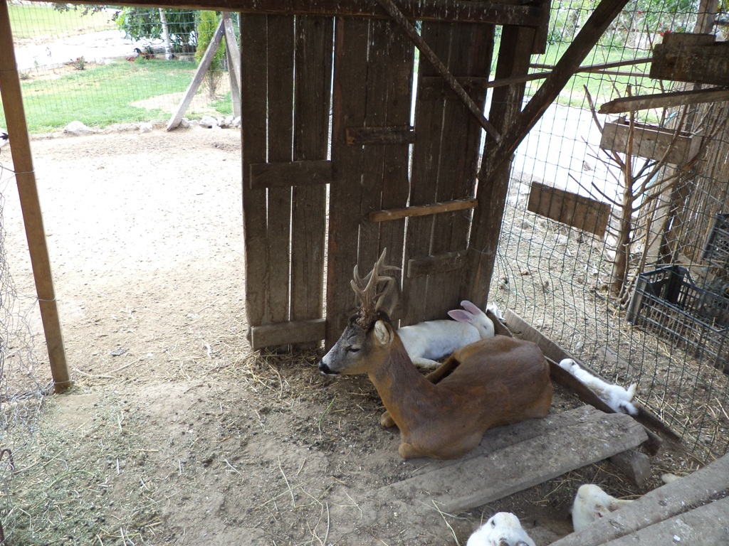 DSC01239.JPG