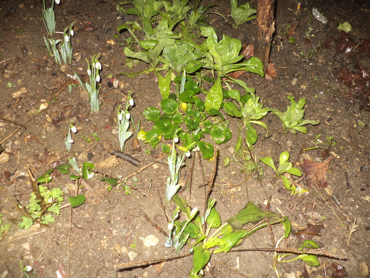 DSC01240.JPG
