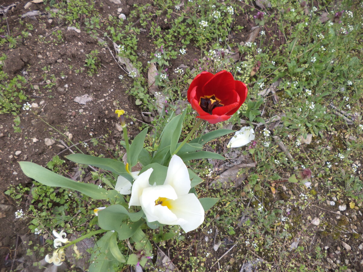 DSC01376.JPG