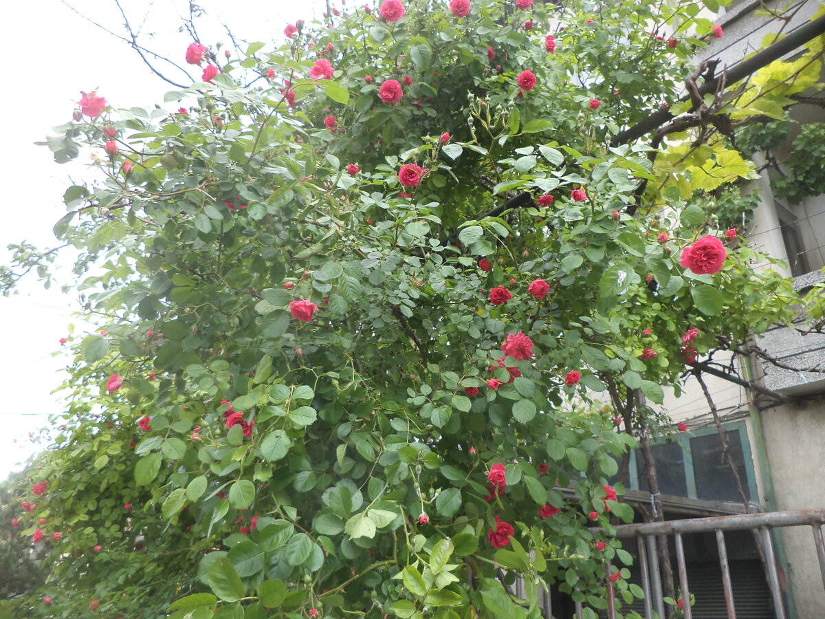 DSC01535.JPG