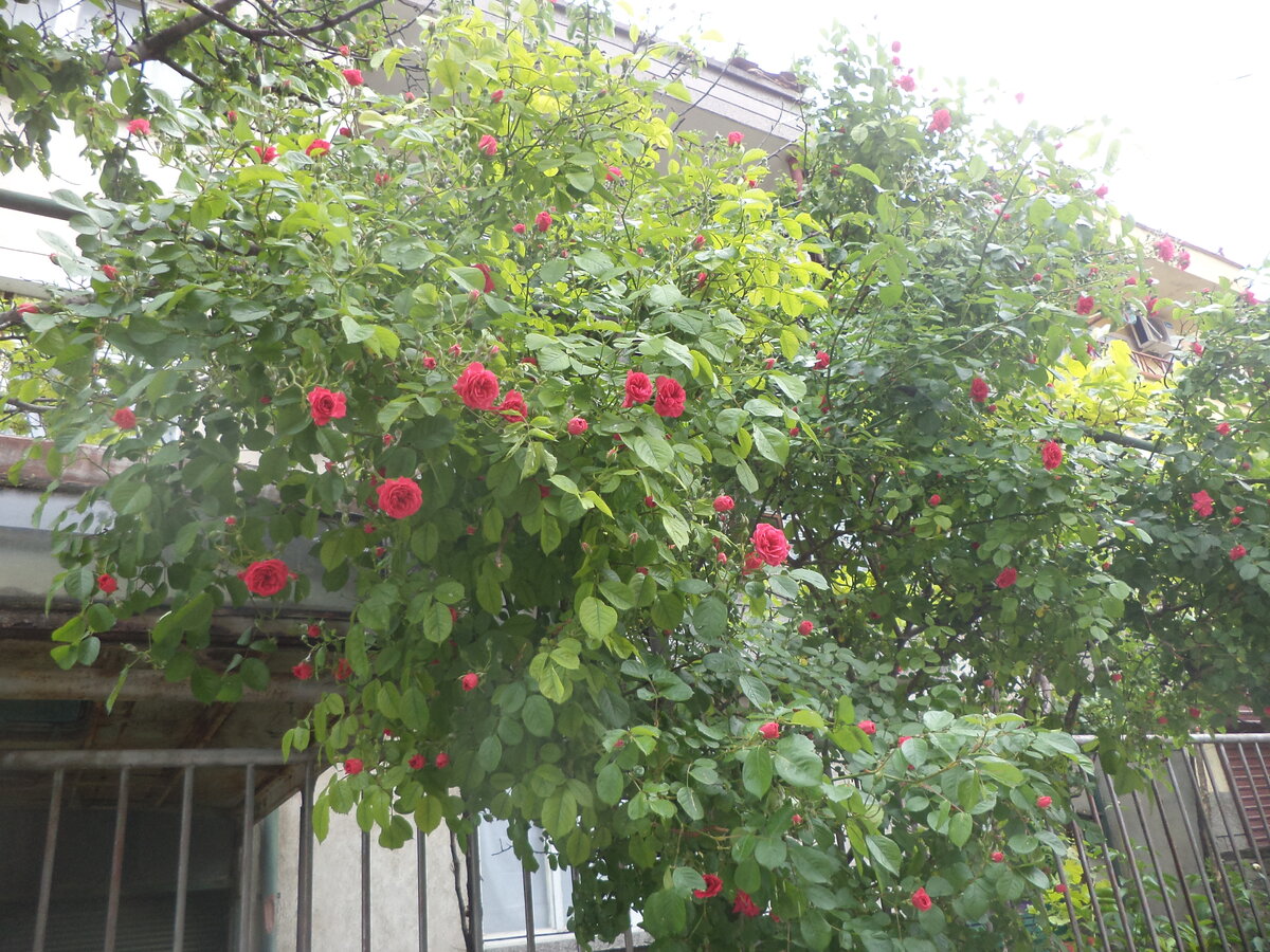 DSC01537.JPG