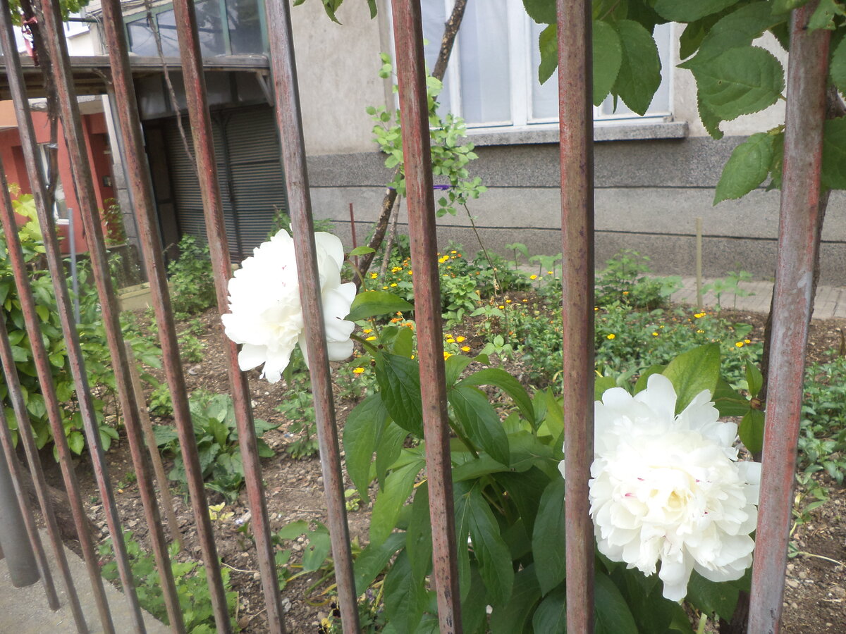 DSC01545.JPG