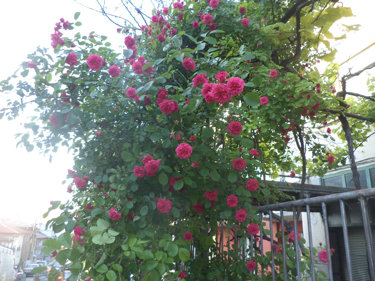 DSC01551.JPG
