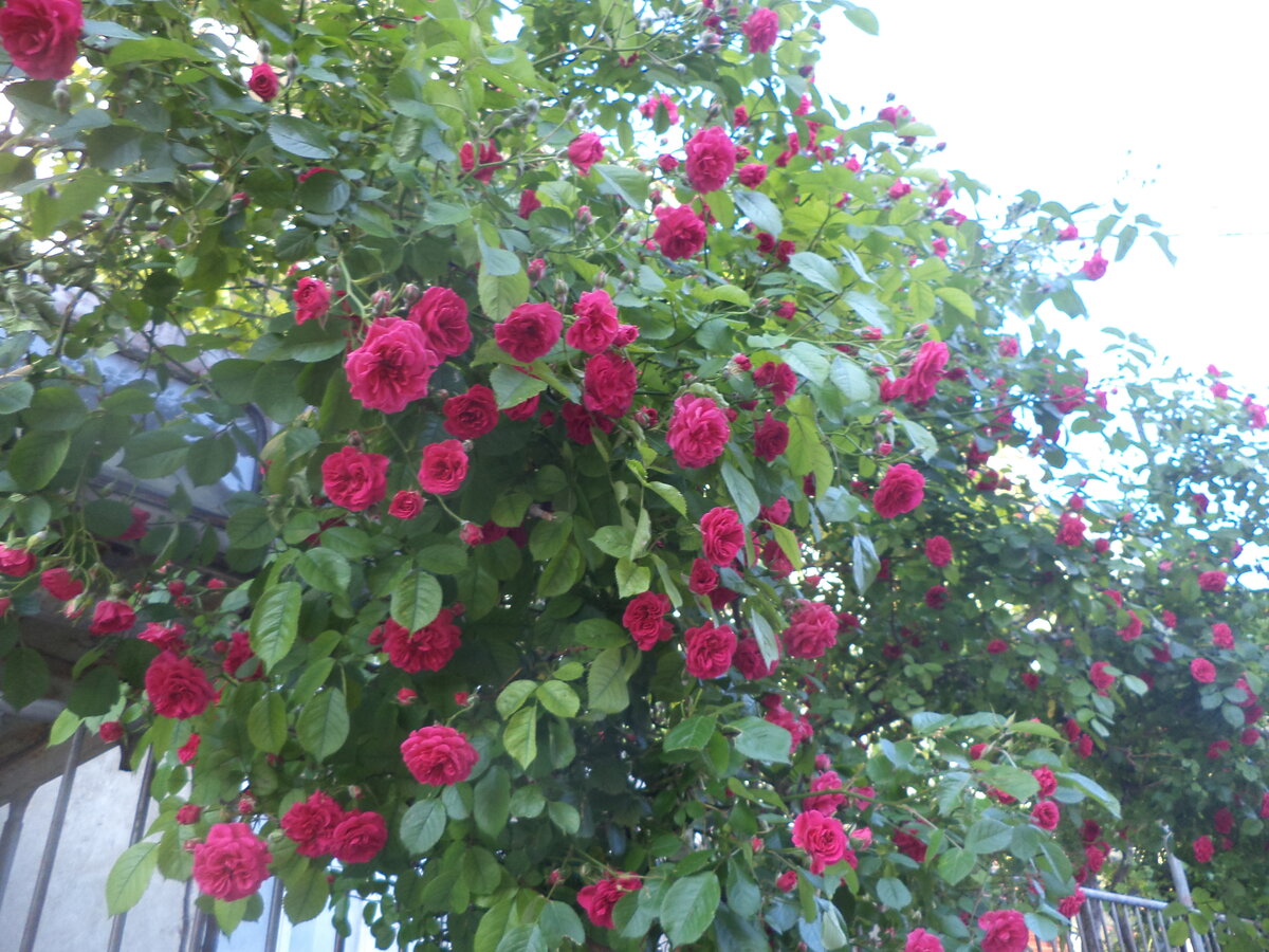 DSC01553.JPG