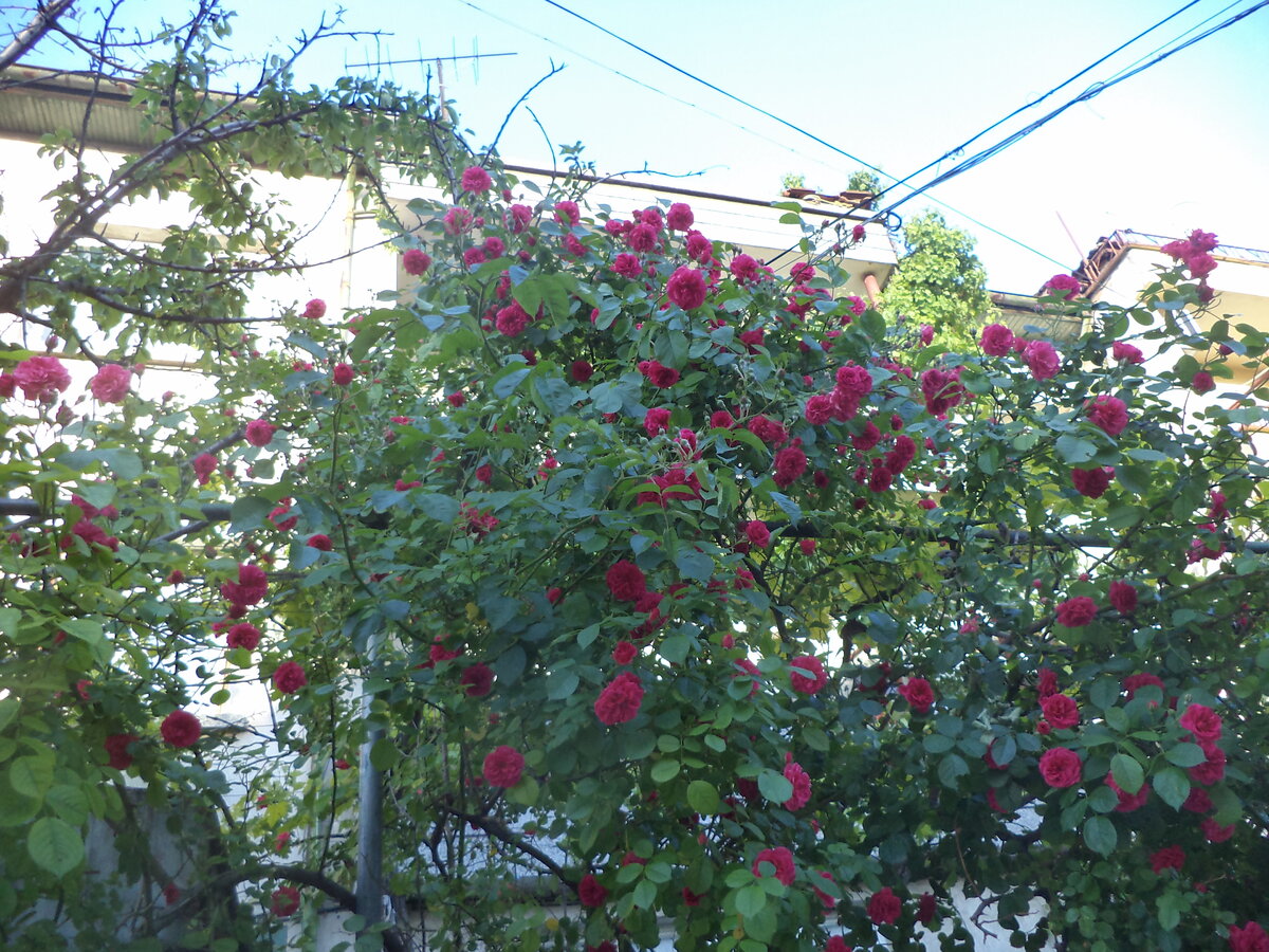 DSC01554.JPG