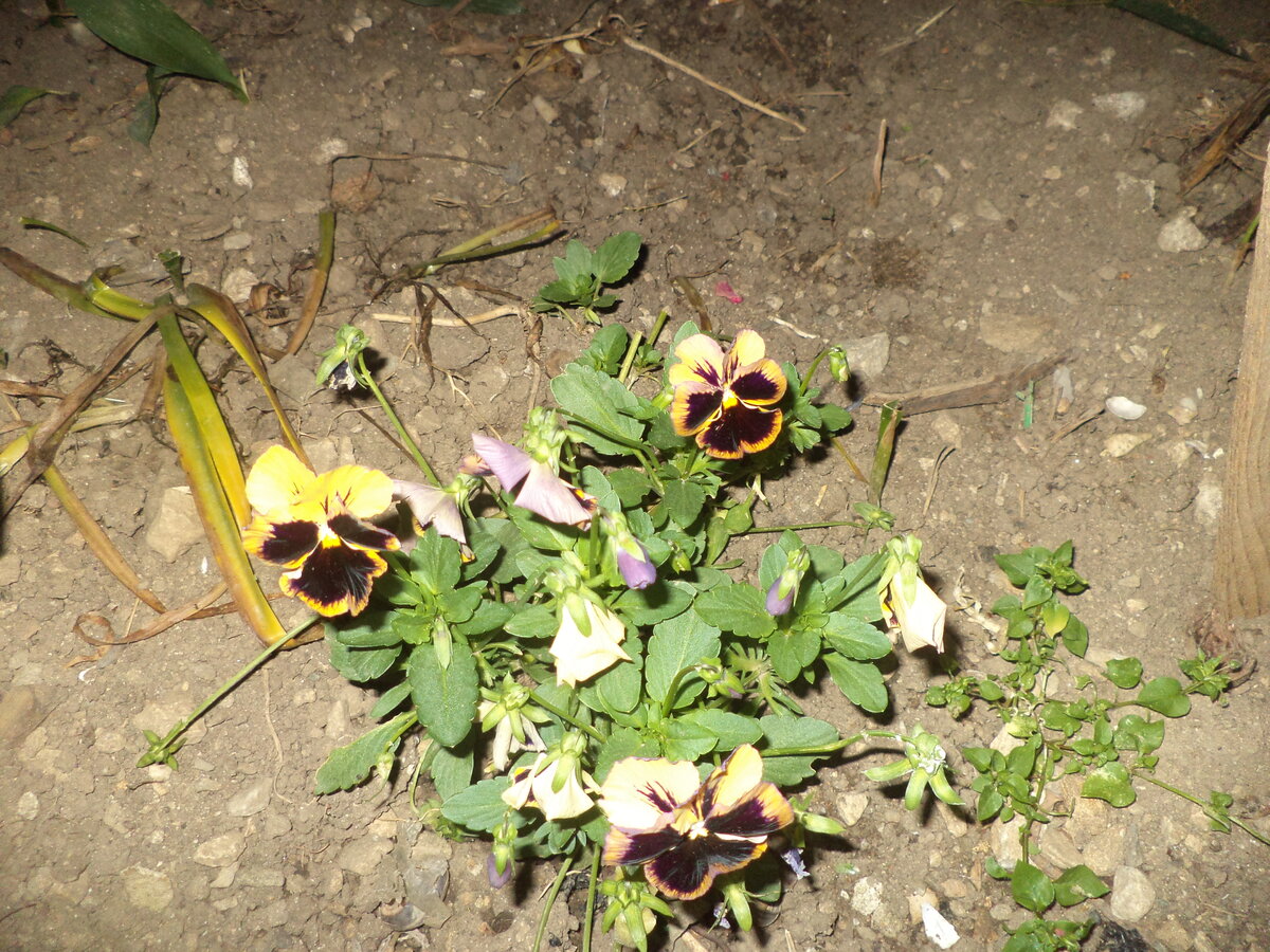 DSC01570.JPG