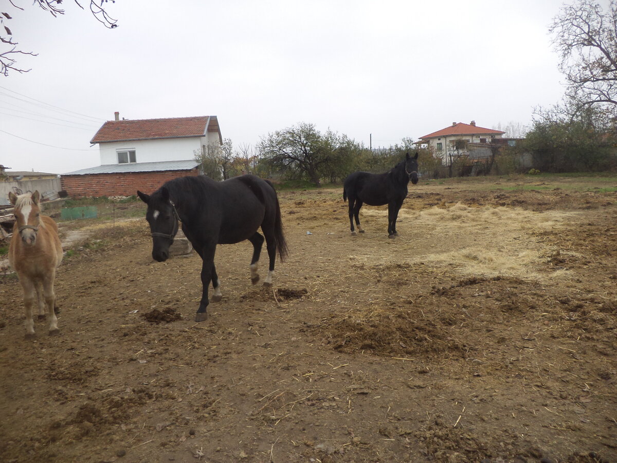 DSC02117.JPG