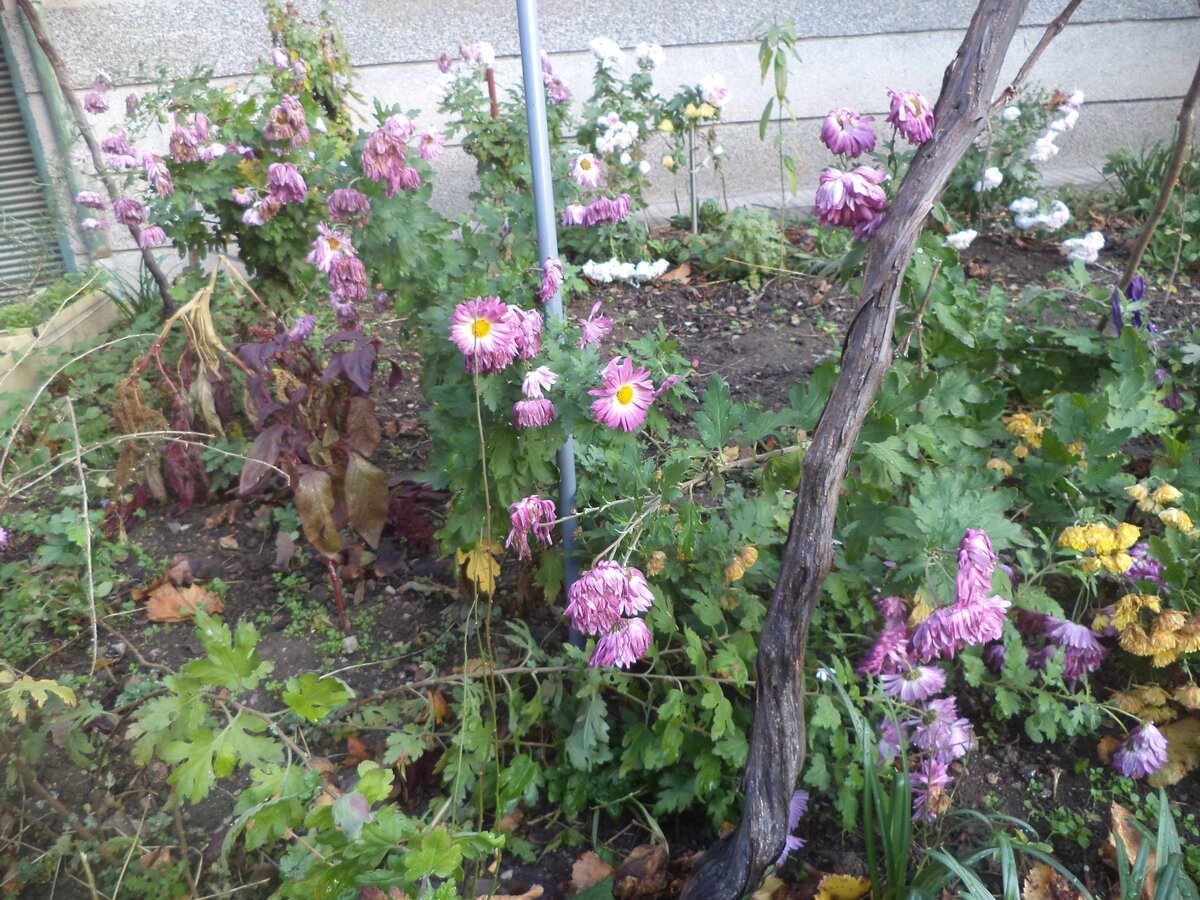 DSC02162.JPG