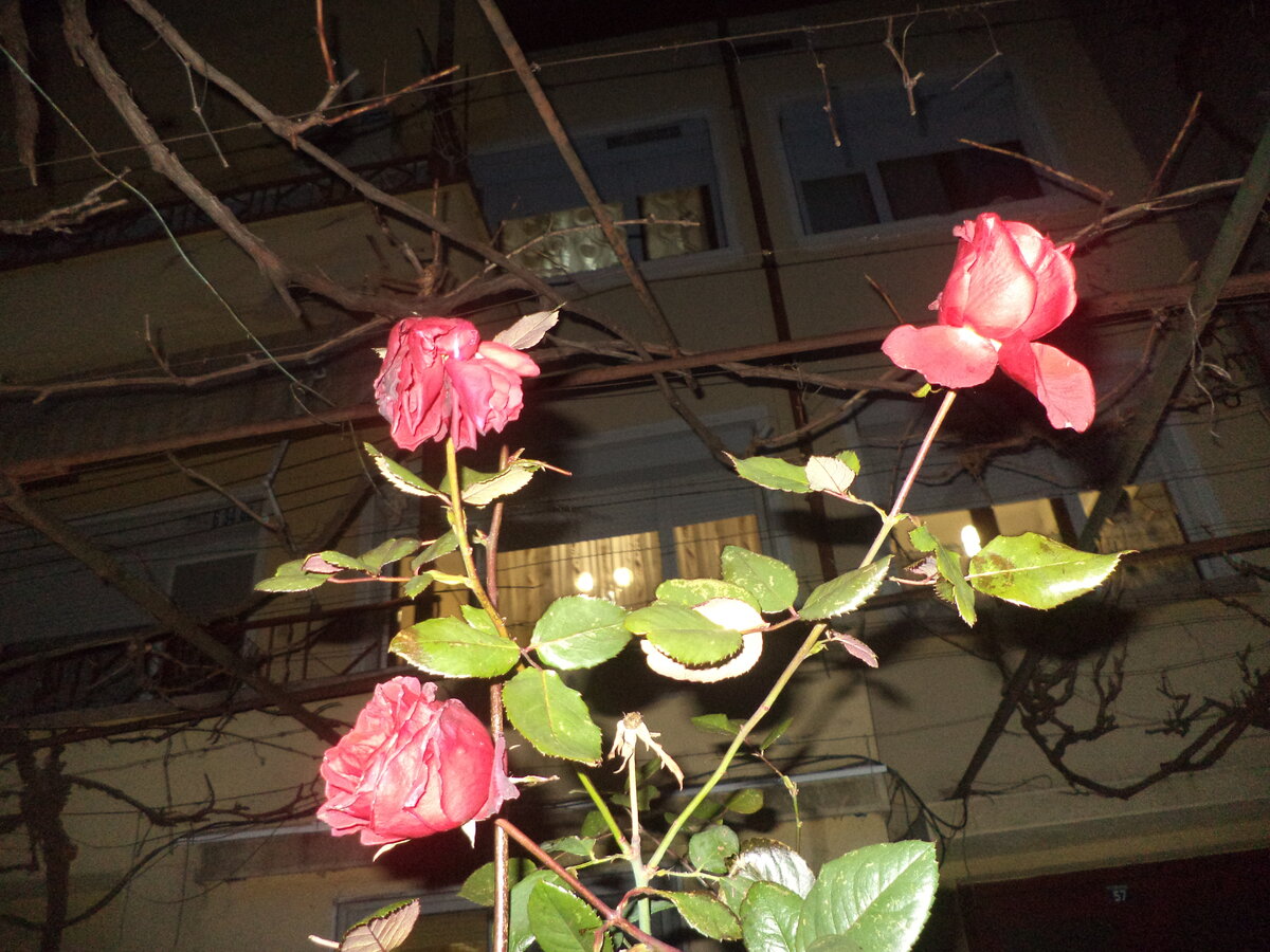 DSC02204.JPG