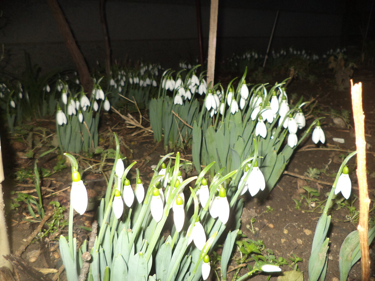 DSC02211.JPG