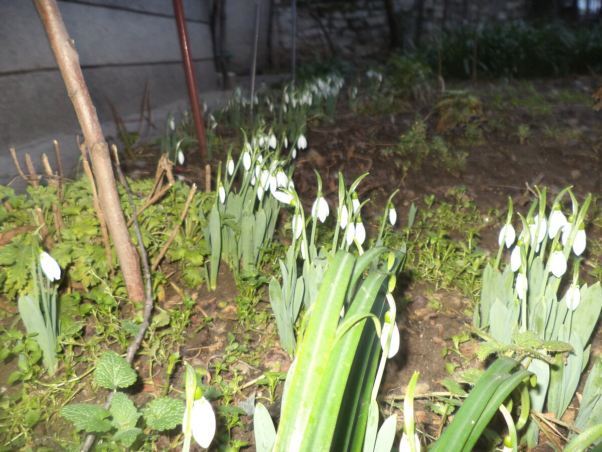 DSC02214.JPG