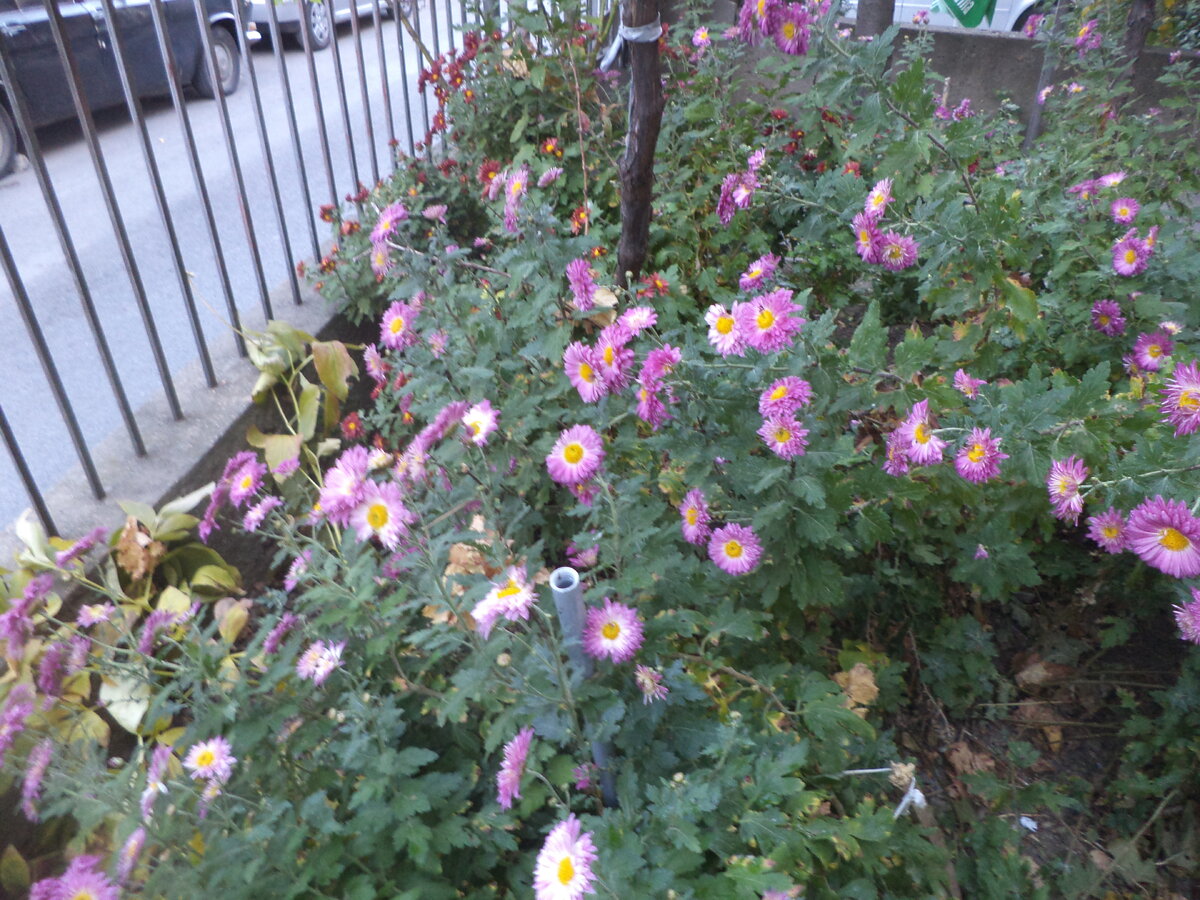 DSC02713.JPG
