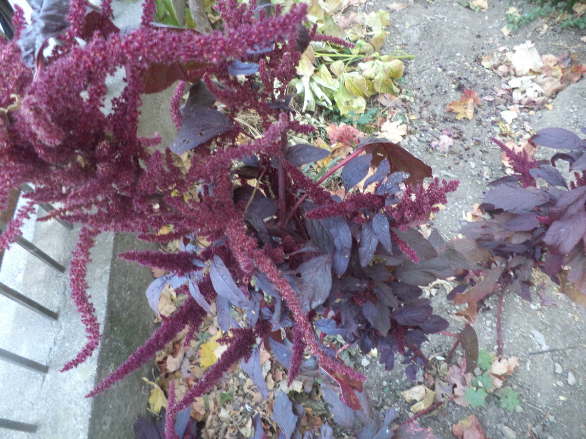 DSC02714.JPG