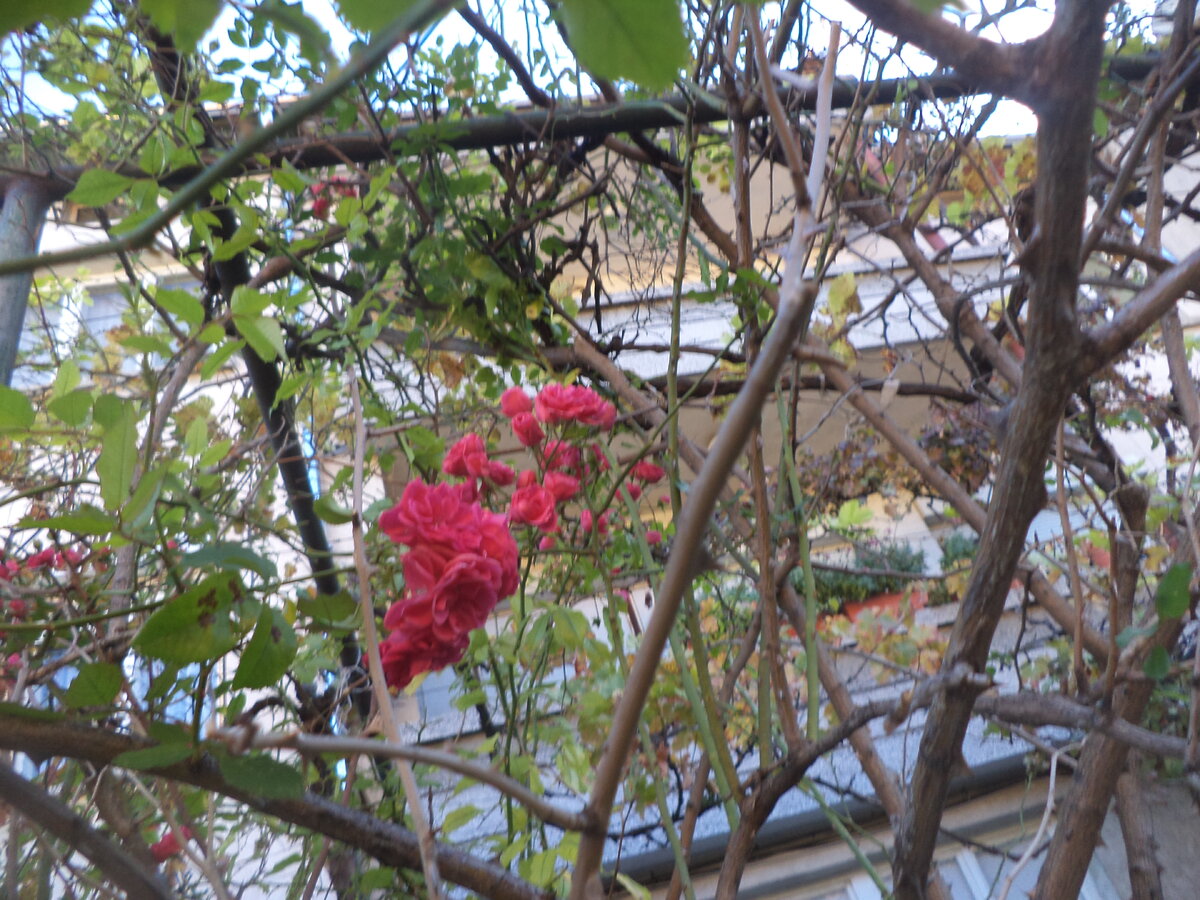 DSC02716.JPG