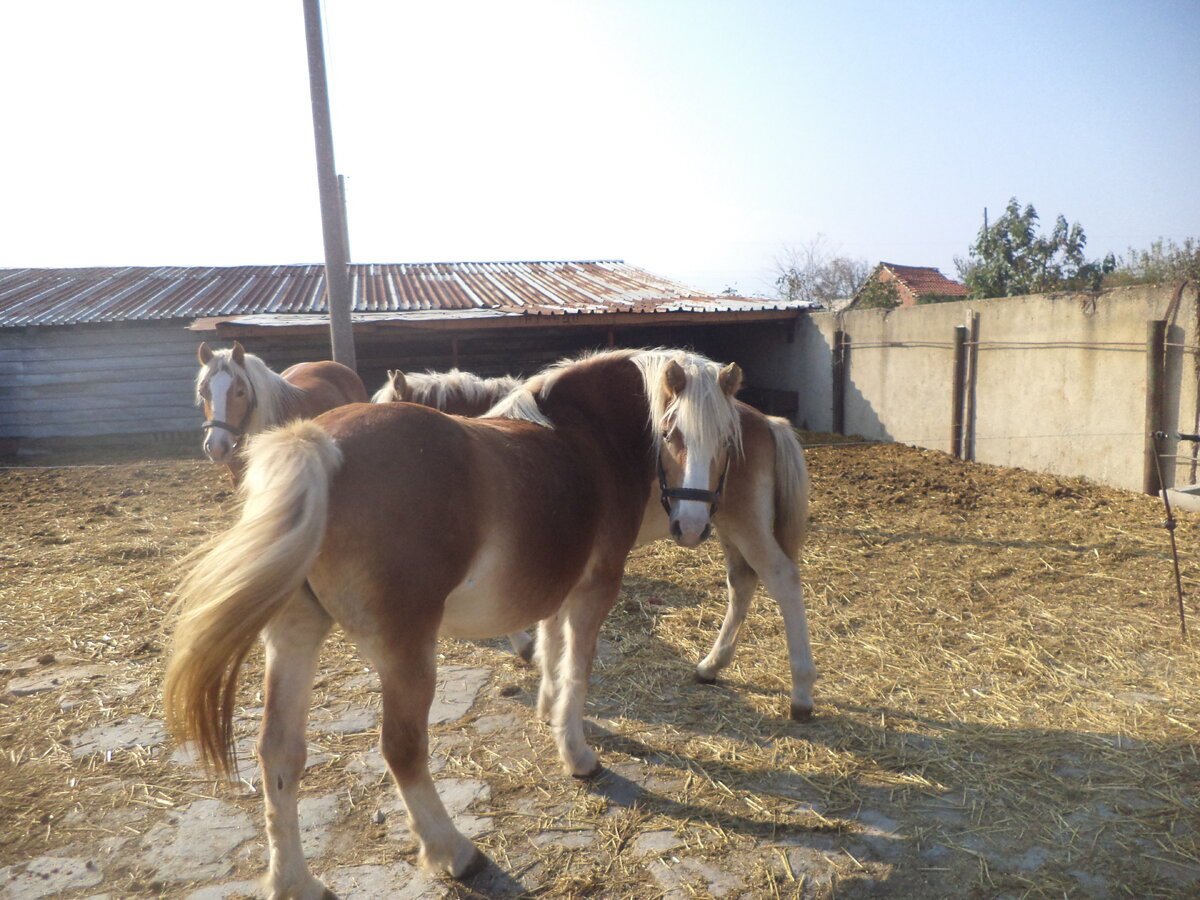 DSC02728.JPG