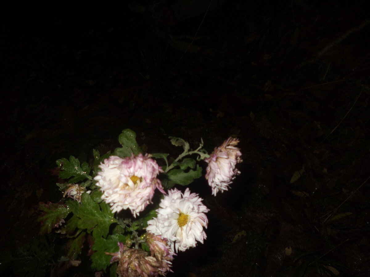 DSC02766.JPG