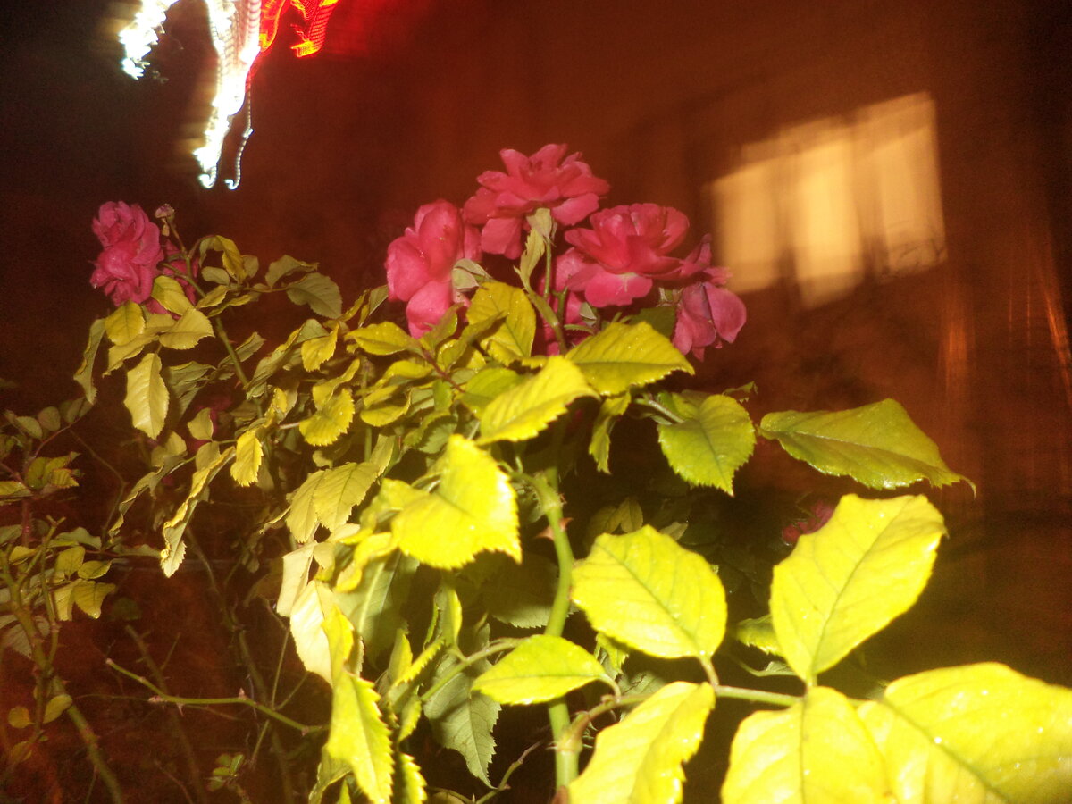 DSC02771.JPG