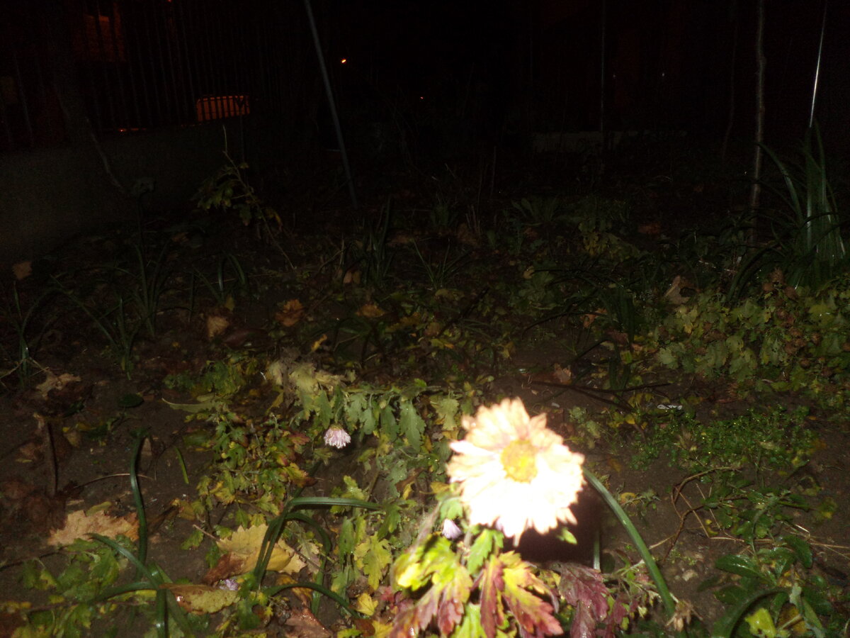 DSC02772.JPG