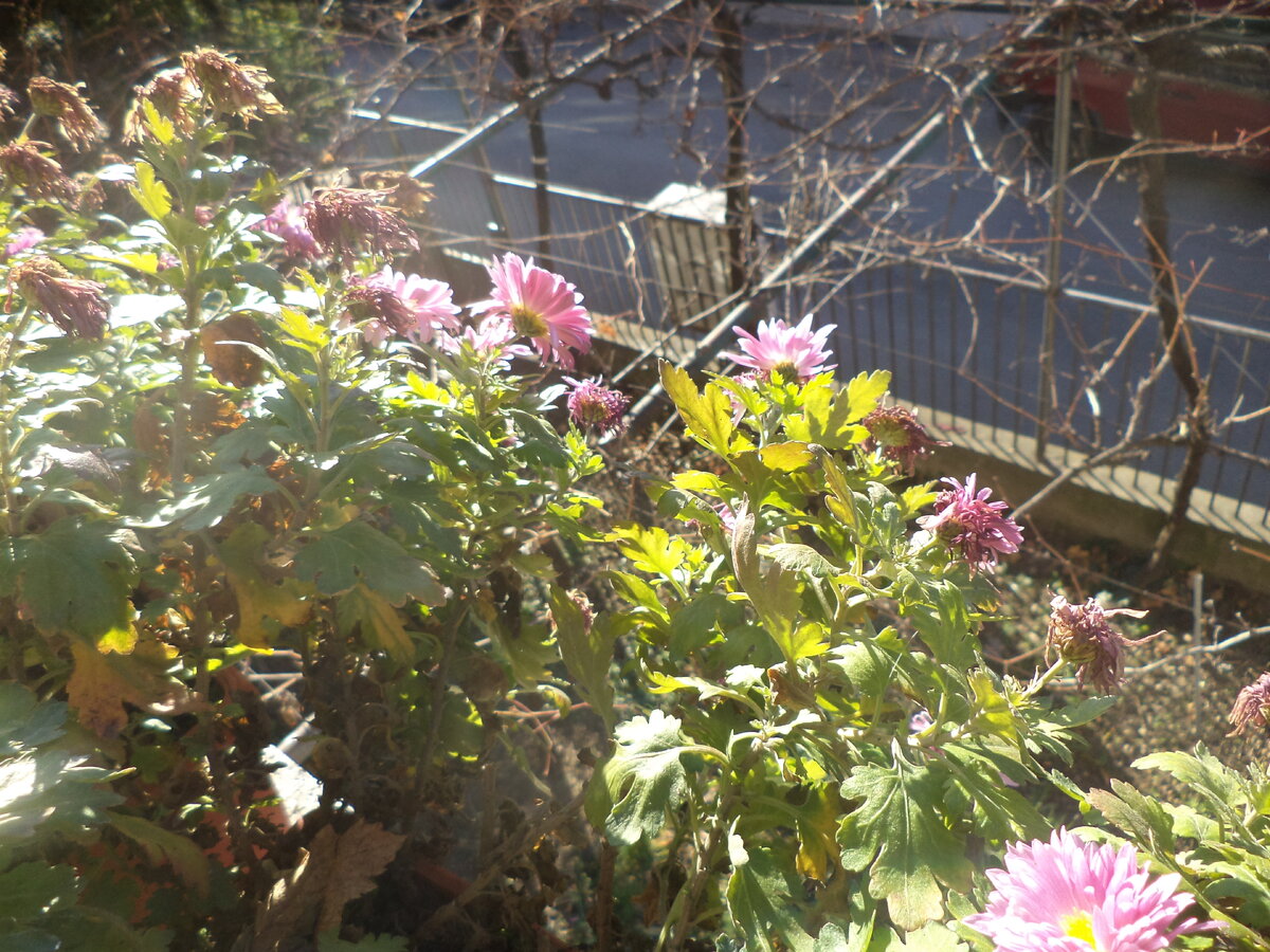 DSC02811.JPG