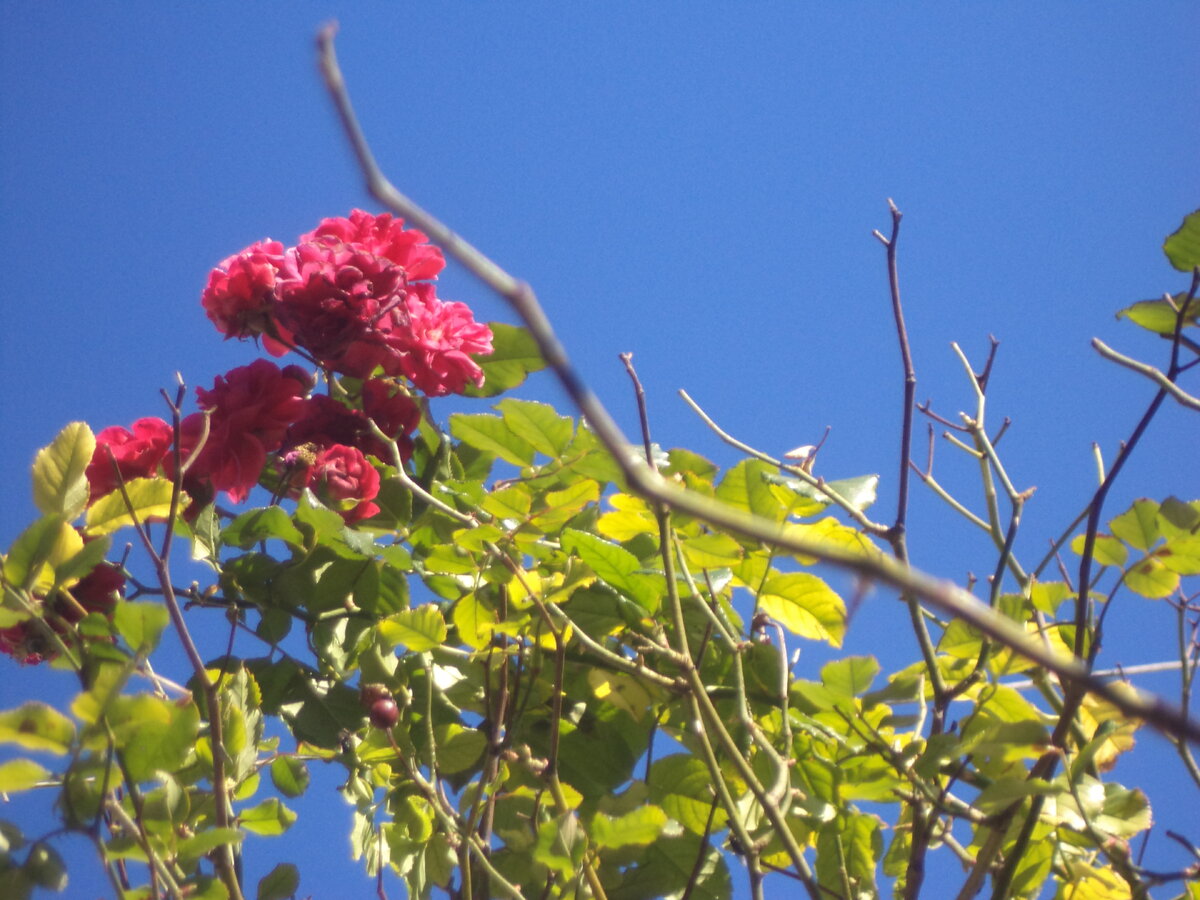 DSC02815.JPG