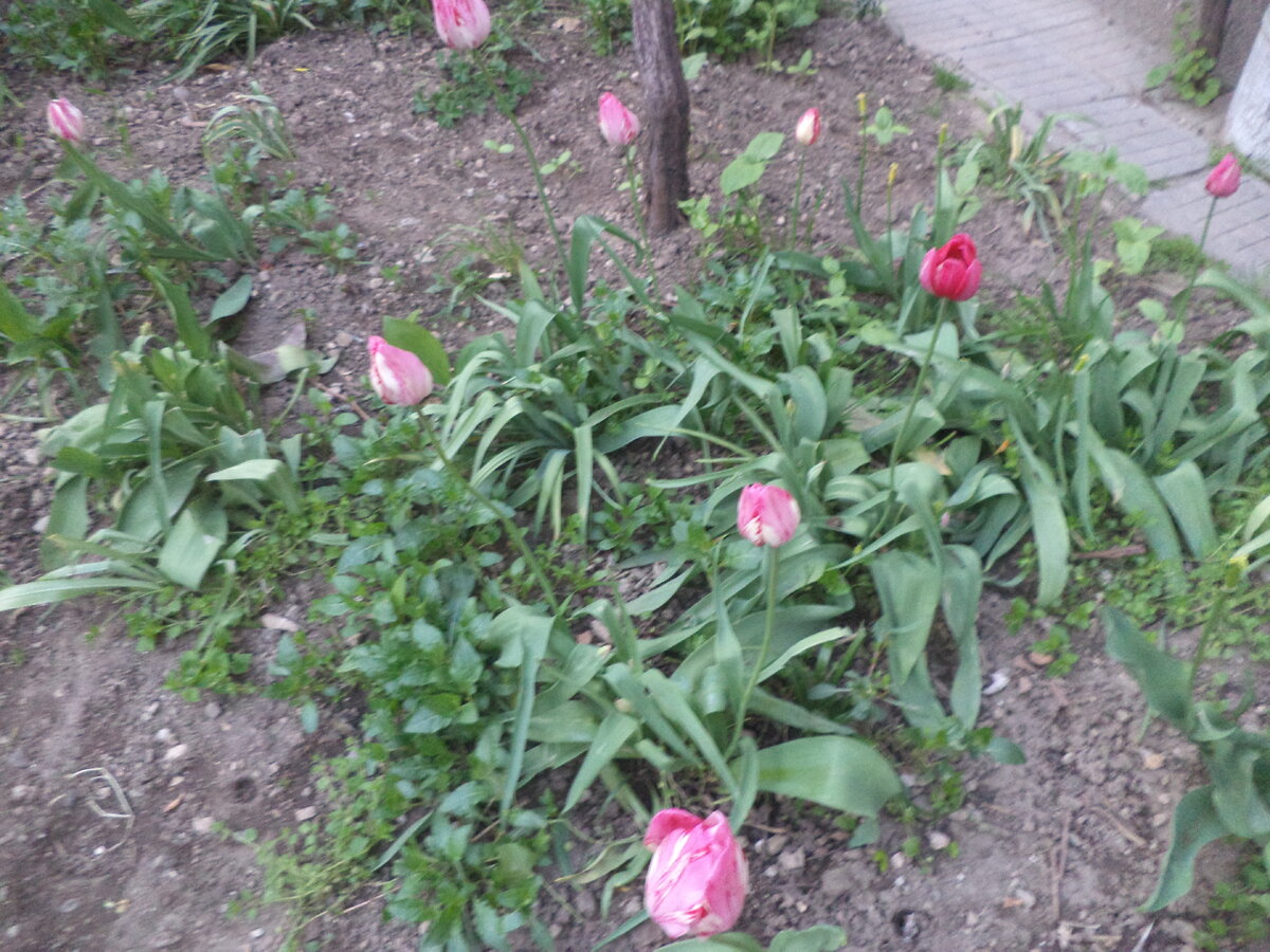 DSC02946.JPG